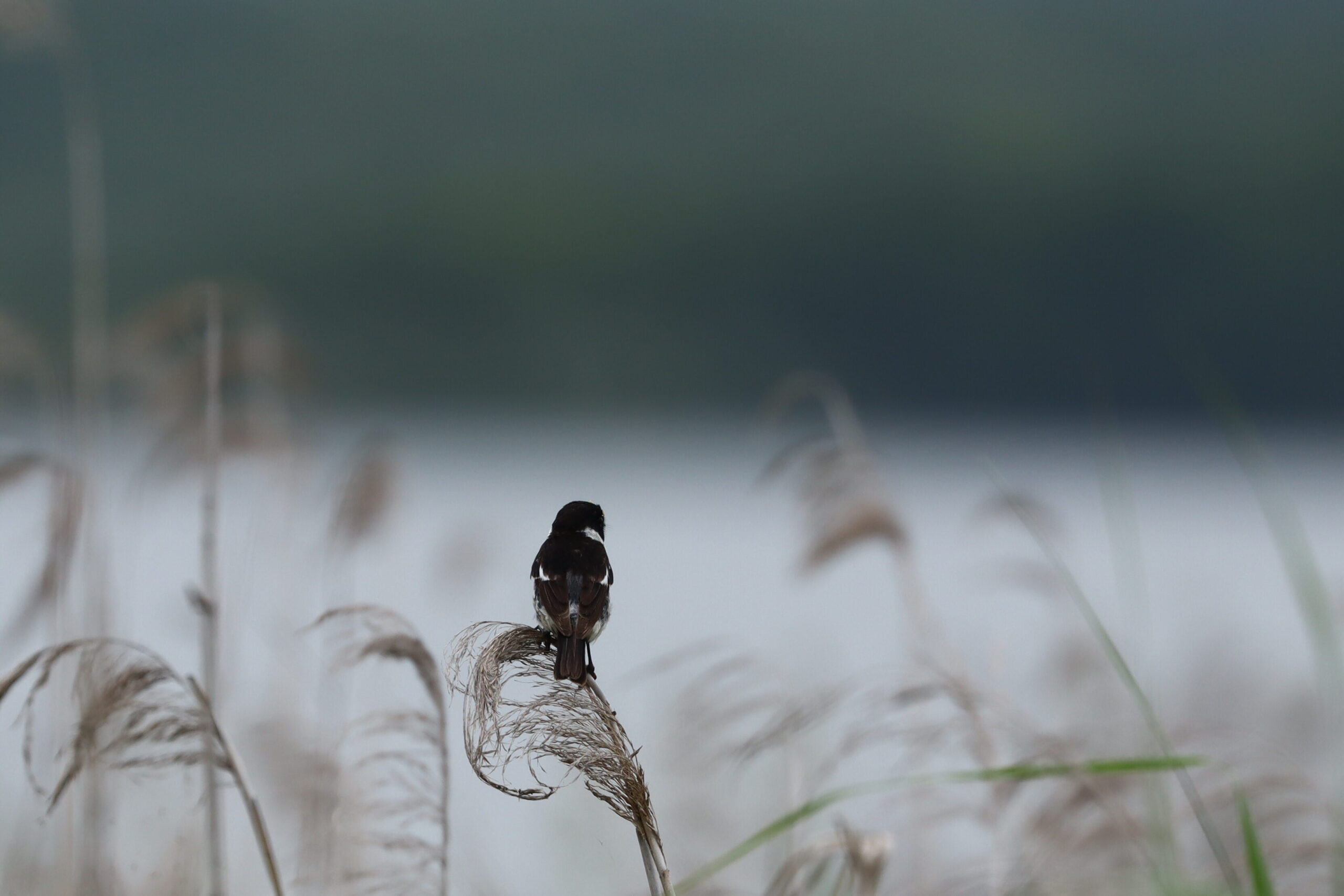 ノビタキの後ろ姿の写真