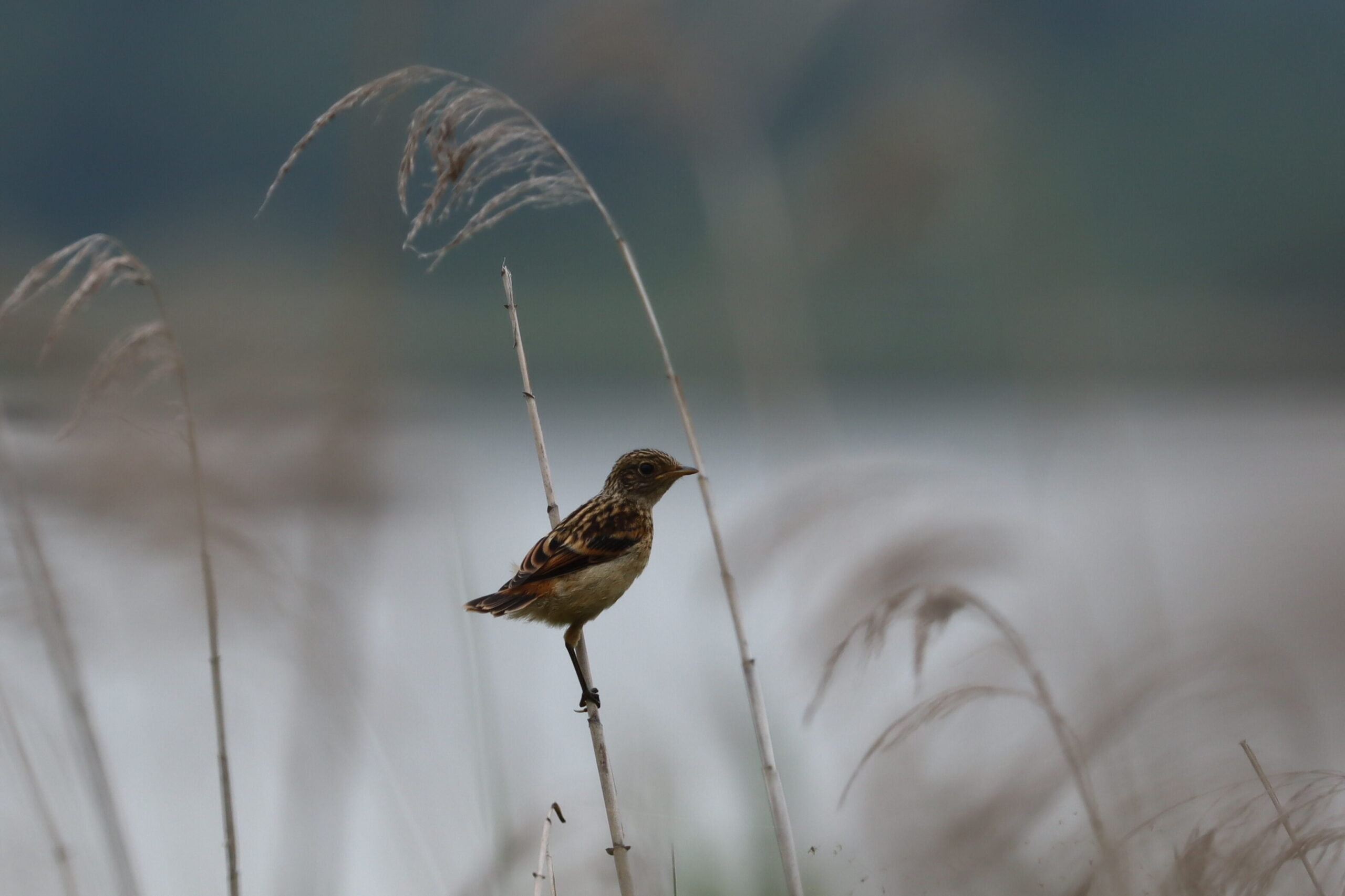 ノビタキ幼鳥の写真