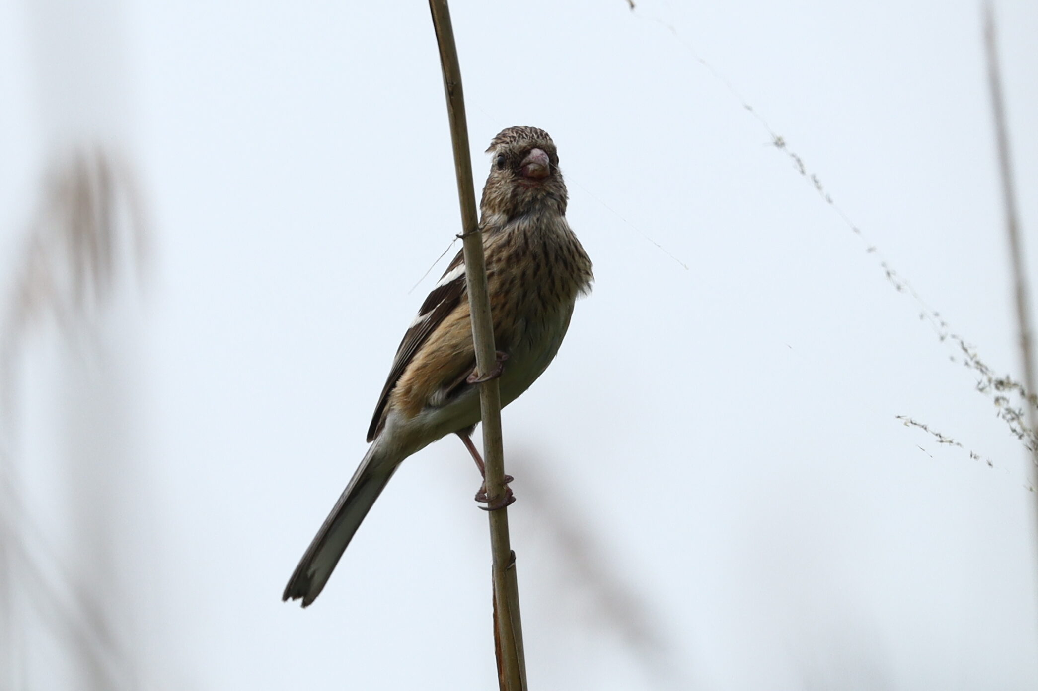 紅猿子メスの写真