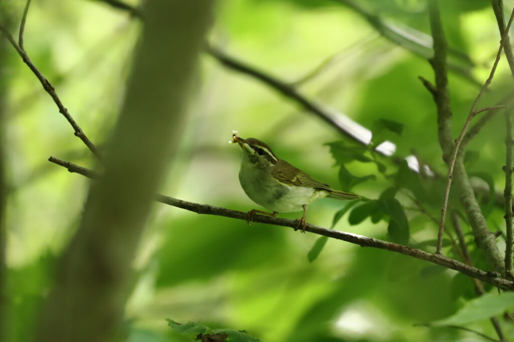 センダイムシクイの写真