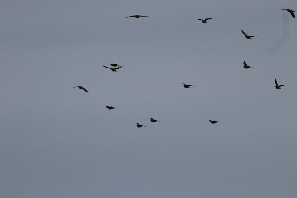 アオバト群の写真