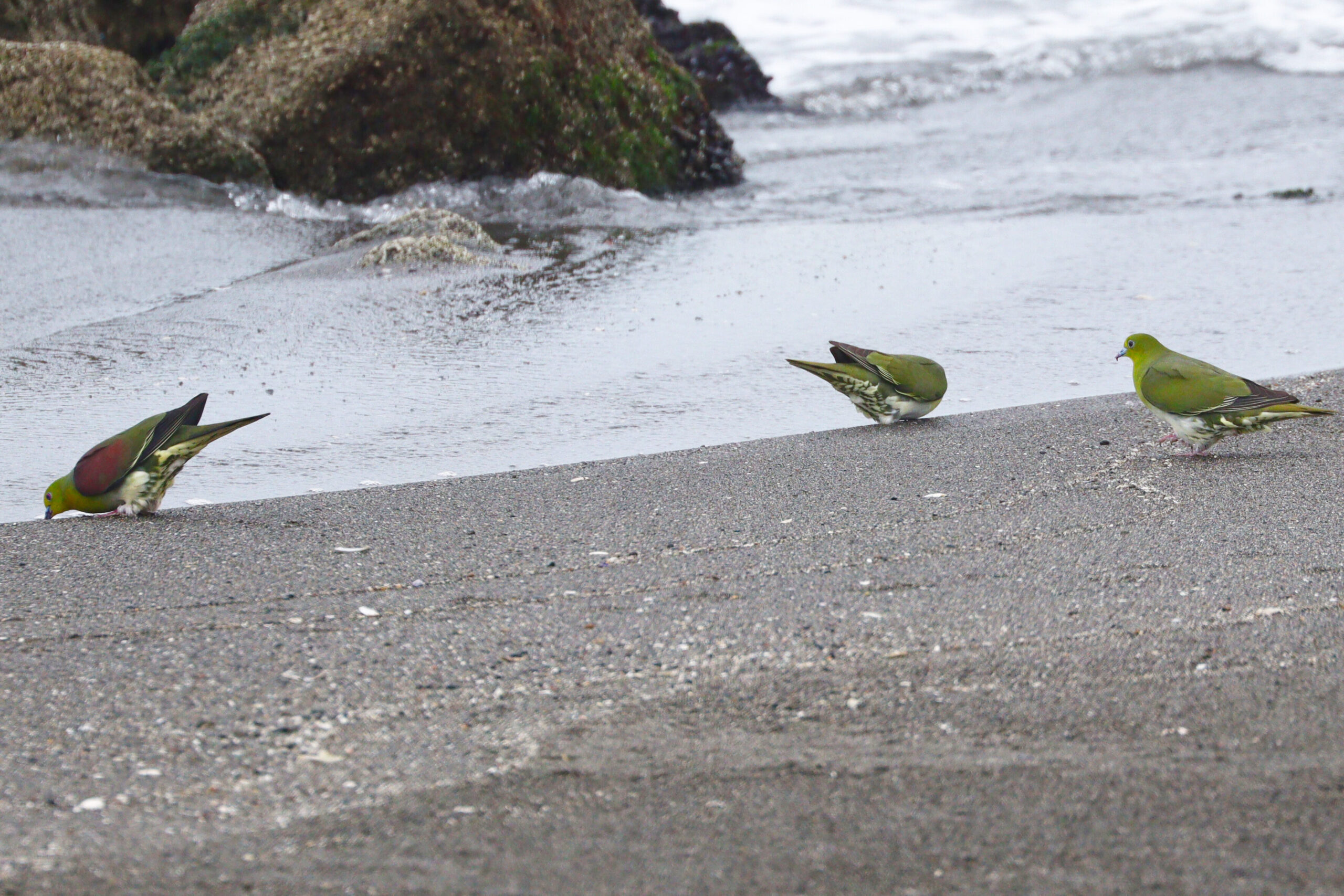 砂浜に降り立つアオバトの写真